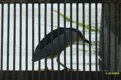 Bihoreau gris